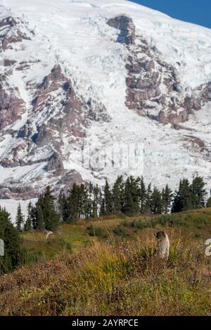 Une marmotte de Hoary (Marmota caligata) au paradis avec le mont Rainier en arrière-plan à Mt. Rainier National Park dans l'État de Washington, États-Unis. Banque D'Images
