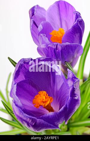 Gros plan macro de deux fleurs violettes de crcus Banque D'Images