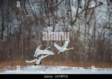 Un troupeau de whooper swans (Cygnus cygnus) volant au Centre international de Crane d'Akan près de la ville japonaise de Kushiro sur l'île d'Hokkaido, au Japon. Banque D'Images