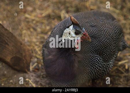 L'oiseau guinéaflache femelle Helmeted Numida meleagris se trouve en Afrique du Sud et en Ouganda. Banque D'Images