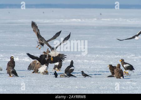 Les aigles de mer de Steller (Haliaetus pelagicus) et les aigles à queue blanche (Haliaetus albicilla) se nourrissant de poissons mis à travers le programme d'alimentation de l'aigle o Banque D'Images