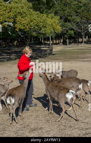 Un touriste alimente le cerf de Sika avec des biscuits spéciaux de cerf à Nara, au Japon. Banque D'Images