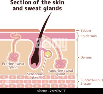 Section de la peau et des glandes sudoriales. Illustration vectorielle Illustration de Vecteur
