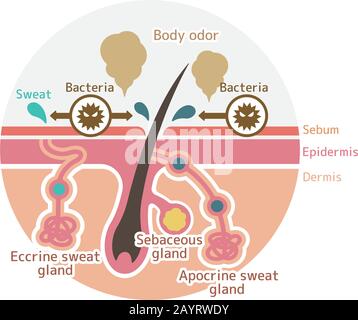 Cause de l'odeur corporelle vecteur illustration plate (forme ronde). Illustration de Vecteur