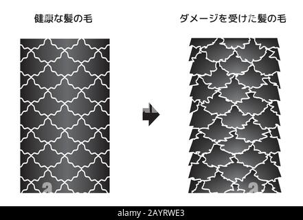 Illustration de comparaison de cheveux sains et de cheveux endommagés. (Japonais) Illustration de Vecteur