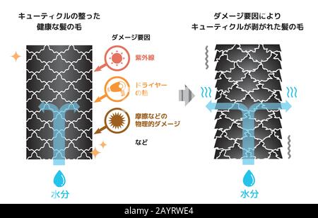 Illustration de comparaison de cheveux sains et de cheveux endommagés. (Japonais) Illustration de Vecteur