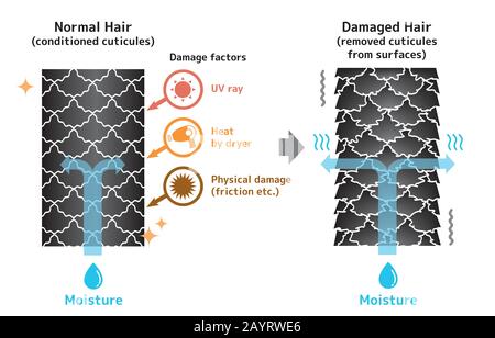 Illustration de comparaison de cheveux sains et de cheveux endommagés. Illustration de Vecteur