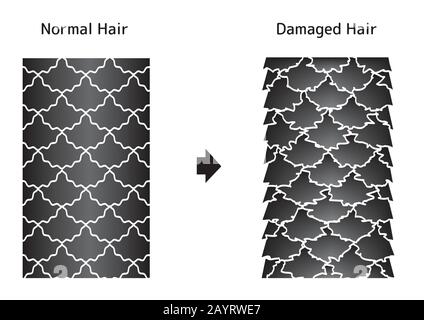 Illustration de comparaison de cheveux sains et de cheveux endommagés. Illustration de Vecteur