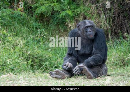 Un chimpanzé au sanctuaire des chimpanzés des eaux de Sweetwater au Conservancy Ol Pejeta au Kenya. Banque D'Images