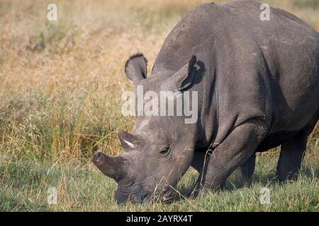 Gros plan sur l'un des trois derniers rhinocéros blancs du nord ou rhinocéros à limage carré du nord (Ceratotherium simum cottoni) dans le monde Banque D'Images