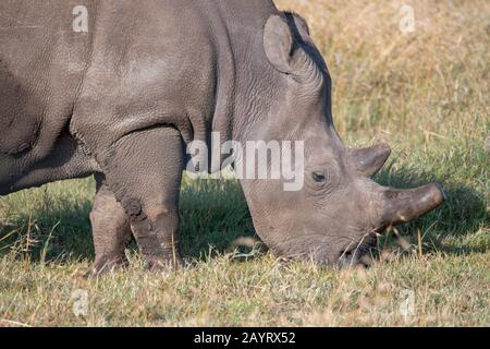 Gros plan sur l'un des trois derniers rhinocéros blancs du nord ou rhinocéros à limage carré du nord (Ceratotherium simum cottoni) dans le monde Banque D'Images