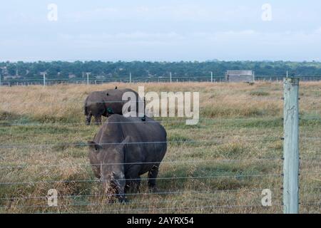 Deux des trois derniers rhinocéros blancs du nord ou rhinocéros à tête carrée du nord (Ceratotherium simum cottoni) dans le monde sont critiques Banque D'Images