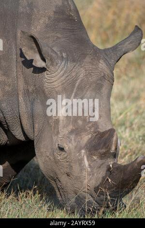 Gros plan sur l'un des trois derniers rhinocéros blancs du nord ou rhinocéros à limage carré du nord (Ceratotherium simum cottoni) dans le monde Banque D'Images