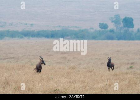 Topis (Damaliscus korrigum) avec un veau nouveau-né dans la prairie de la Réserve nationale Mara de Masai au Kenya. Banque D'Images