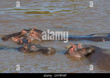 Un bébé hippopotame (Hippopotamus amphibie) repose sa tête sur le corps de sa mère dans la rivière Mara dans la Réserve nationale de Masai Mara au Kenya. Banque D'Images