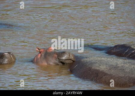 Un bébé hippopotame (Hippopotamus amphibie) repose sa tête sur le corps de sa mère dans la rivière Mara dans la Réserve nationale de Masai Mara au Kenya. Banque D'Images