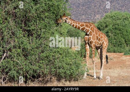 Une girafe réticulée (Giraffa reticulata) parcourt un arbre Dans la Réserve nationale de Samburu au Kenya. Banque D'Images