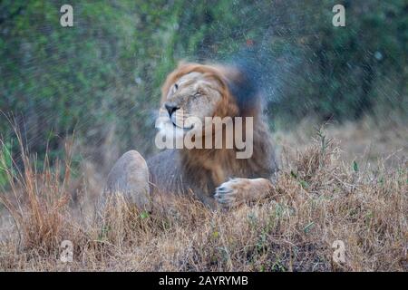 Un lion masculin (Panthera leo) secoue l'eau lors d'un orage dans la Réserve nationale de Masai Mara au Kenya. Banque D'Images