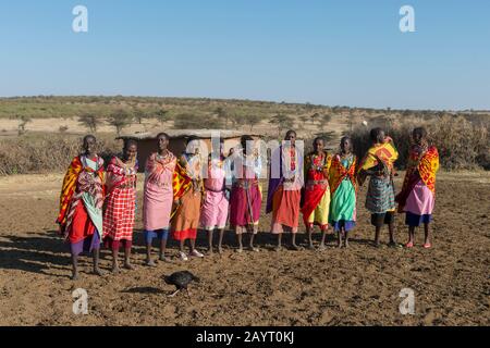Les femmes de Maasai qui font une danse traditionnelle de bienvenue au Masai Mara au Kenya. Banque D'Images