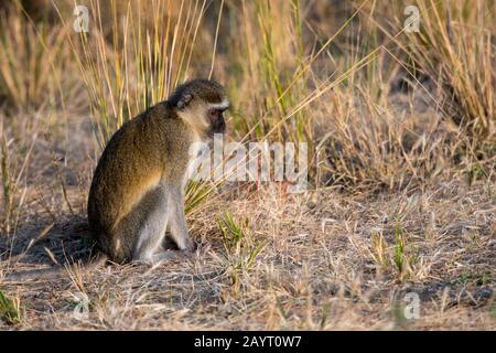 Un singe de Vervet (Chlorocebus pygerythrus) dans le parc national de Luangwa Sud dans l'est de la Zambie. Banque D'Images