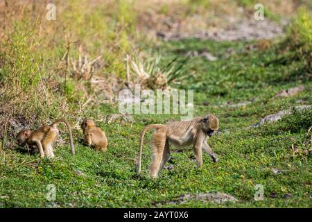 Babouin jaune (Papio cynocephalus) bébés dans le parc national de Luangwa Sud dans l'est de la Zambie. Banque D'Images