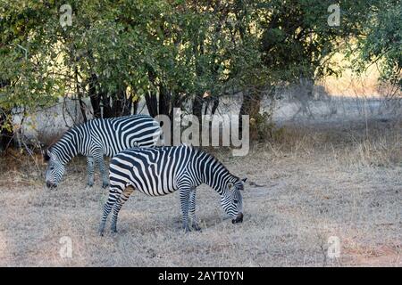 Le zébra de Crawshays (Equus quagga rampshayi) pacage dans le parc national de Luangwa Sud, dans l'est de la Zambie. Banque D'Images