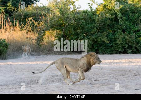 Un lion masculin (Panthera leo) part après avoir été accusé par des buffles du Cap (Syncerus caffer) dans le parc national de Luangwa Sud, dans l'est de la Zambie. Banque D'Images