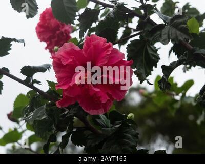 Jolie plante d'hibiscus rouge double 'Hiawatha' fleurs et feuilles vert foncé en pleine floraison dans un jardin côtier australien subtropical Banque D'Images