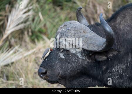 Un pic à bec rouge (Buphagus erythrorhynchus) piquant des tiques à la tête d'un buffle du Cap dans le parc national d'Amboseli, au Kenya. Banque D'Images