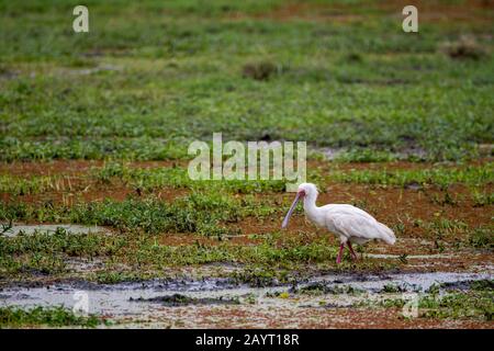 La spoonbill africaine (Platalea alba) est la pêche pour la nourriture dans un marais dans le parc national d'Amboseli, au Kenya. Banque D'Images