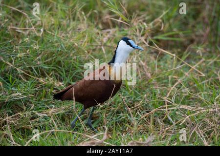 Un jacana africain (Actophidornis africanus) dans un marais du parc national d'Amboseli, au Kenya. Banque D'Images