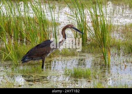 Un heron de Goliath (Ardea goliath) est en pêche pour la nourriture dans un marais dans le parc national d'Amboseli, au Kenya. Banque D'Images