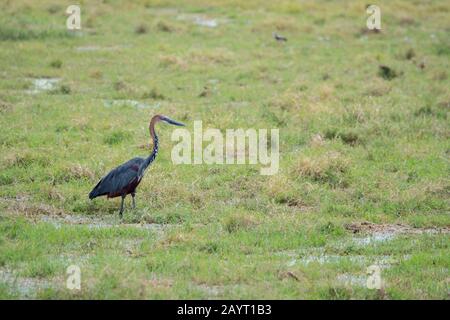 Un heron de Goliath (Ardea goliath) est en pêche pour la nourriture dans un marais dans le parc national d'Amboseli, au Kenya. Banque D'Images