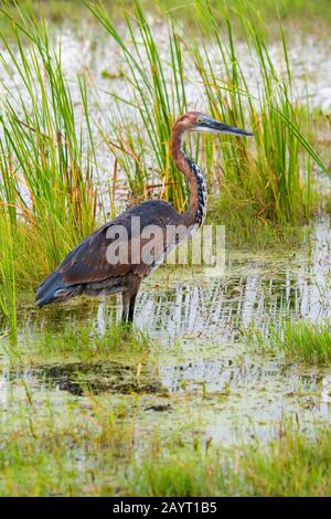 Un heron de Goliath (Ardea goliath) est en pêche pour la nourriture dans un marais dans le parc national d'Amboseli, au Kenya. Banque D'Images