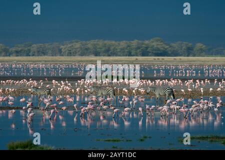 Un groupe de zébrures de Burchell traversant un lac peu profond avec des flamants dans le parc national d'Amboseli, au Kenya. Banque D'Images