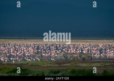 Un groupe de zébrures de Burchell traversant un lac peu profond avec des flamants dans le parc national d'Amboseli, au Kenya. Banque D'Images