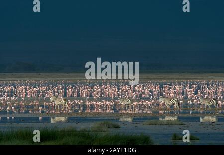 Un groupe de zébrures de Burchell traversant un lac peu profond avec des flamants dans le parc national d'Amboseli, au Kenya. Banque D'Images