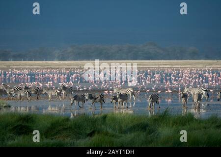 Un groupe de zébrures de Burchell traversant un lac peu profond avec des flamants dans le parc national d'Amboseli, au Kenya. Banque D'Images