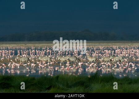 Un groupe de zébrures de Burchell traversant un lac peu profond avec des flamants dans le parc national d'Amboseli, au Kenya. Banque D'Images