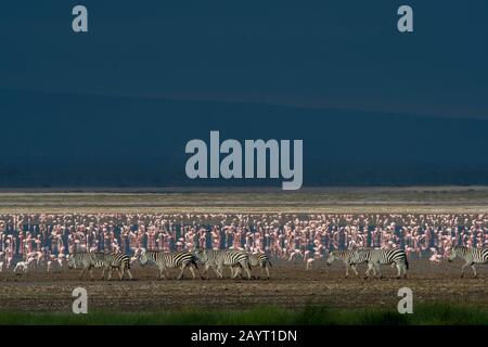 Un groupe de zébrures de Burchell traversant un lac peu profond avec des flamants dans le parc national d'Amboseli, au Kenya. Banque D'Images