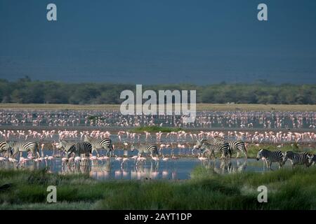 Un groupe de zébrures de Burchell traversant un lac peu profond avec des flamants dans le parc national d'Amboseli, au Kenya. Banque D'Images