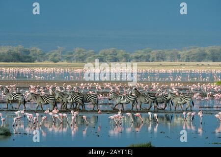 Un groupe de zébrures de Burchell traversant un lac peu profond avec des flamants dans le parc national d'Amboseli, au Kenya. Banque D'Images