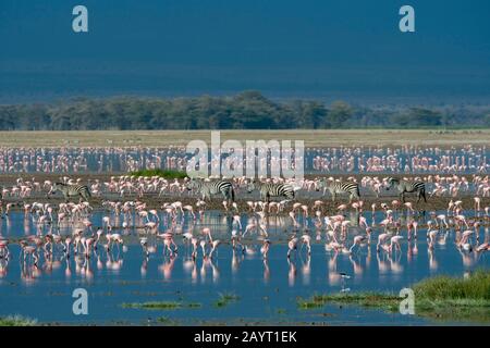 Un groupe de zébrures de Burchell traversant un lac peu profond avec des flamants dans le parc national d'Amboseli, au Kenya. Banque D'Images