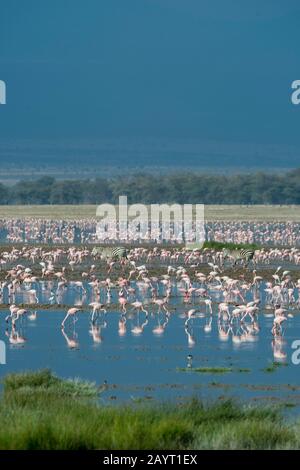 Un groupe de zébrures de Burchell traversant un lac peu profond avec des flamants dans le parc national d'Amboseli, au Kenya. Banque D'Images