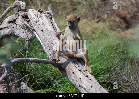 Un babouin jaune (Papio cynocephalus) juvénile dans le parc national d'Amboseli, au Kenya. Banque D'Images