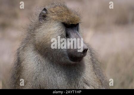 Portrait d'un babouin jaune (Papio cynocephalus) mâle dans le parc national d'Amboseli, au Kenya. Banque D'Images