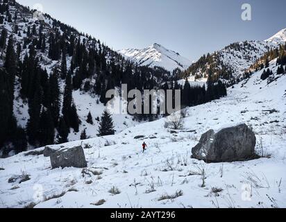 Un ancien coureur avec barbe grise et veste rouge court près des troncs d'arbres au paysage de montagne en hiver. Activité extérieure SkyRunning et trailRunning Banque D'Images