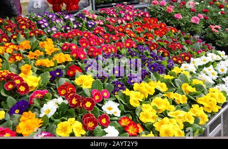 Beaucoup de plantes de fleur de Primrose à vendre au printemps Banque D'Images