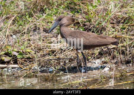 Hamerkop (Scopus umbretta) le long de la rivière Shire dans le parc national de Liwonde, au Malawi. Banque D'Images