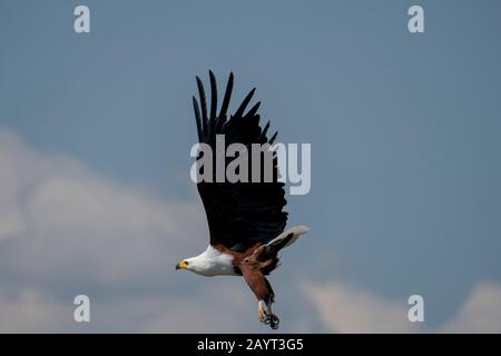 Un aigle à poissons africain (vocifer Haliaetus) en vol au-dessus de la rivière Shire dans le parc national de Liwonde, au Malawi. Banque D'Images